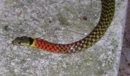 娱乐圈爆料大花蛇